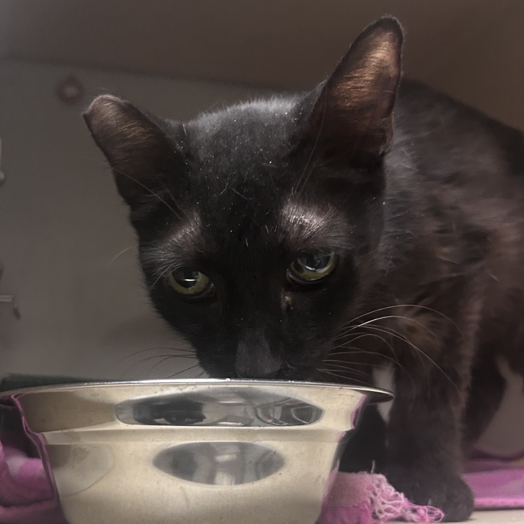 Blackie