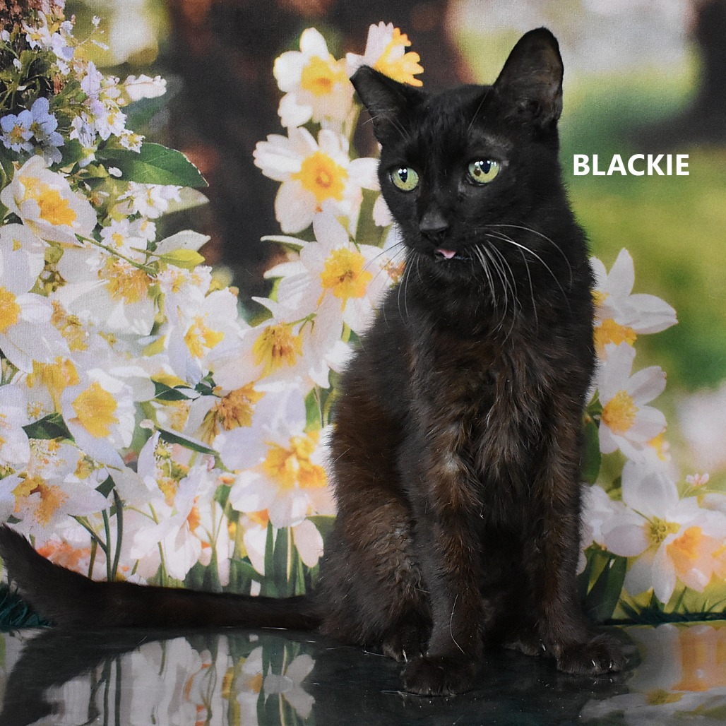 Blackie