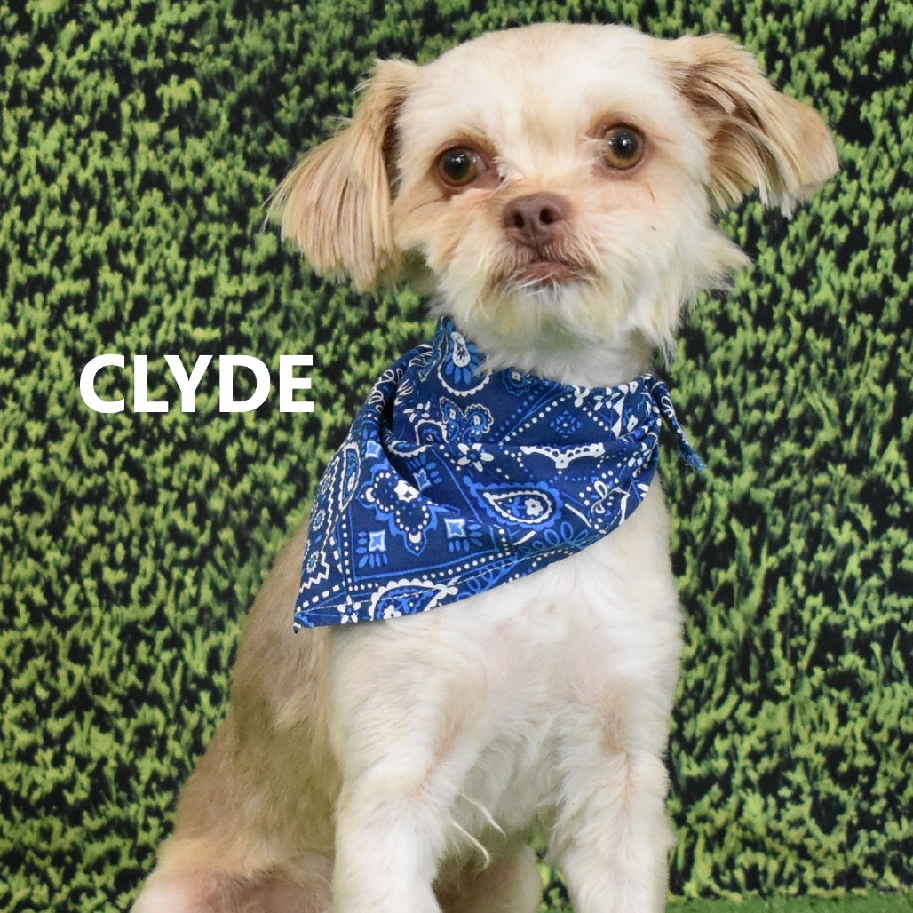 Clyde