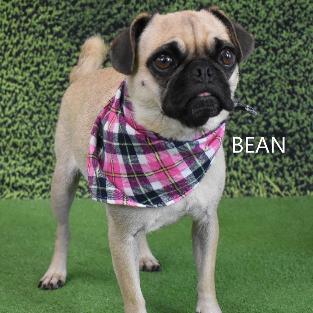 Bean