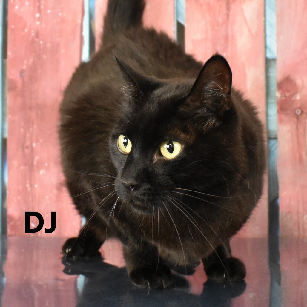 DJ