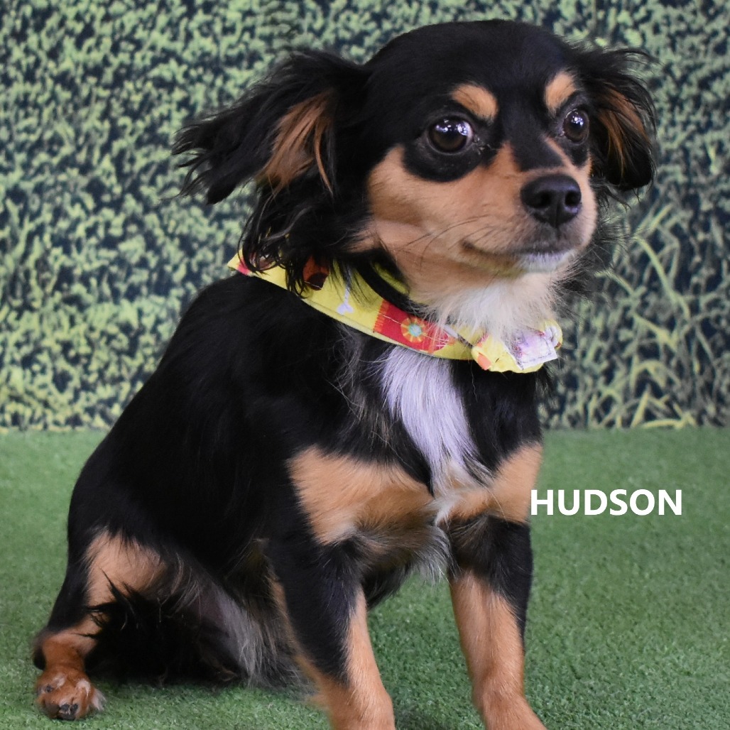 Hudson