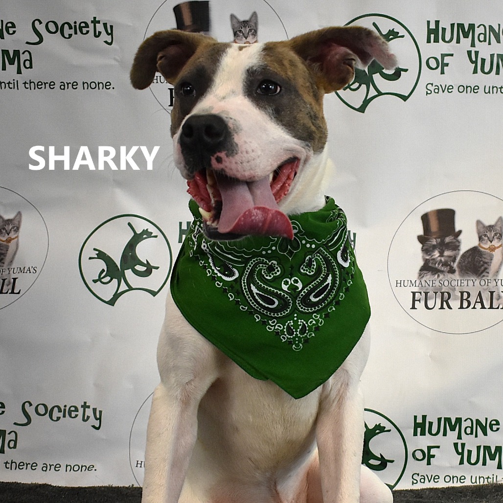 Sharky