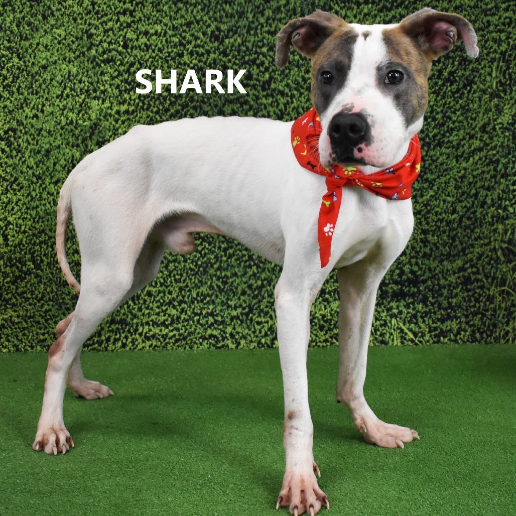 Sharky