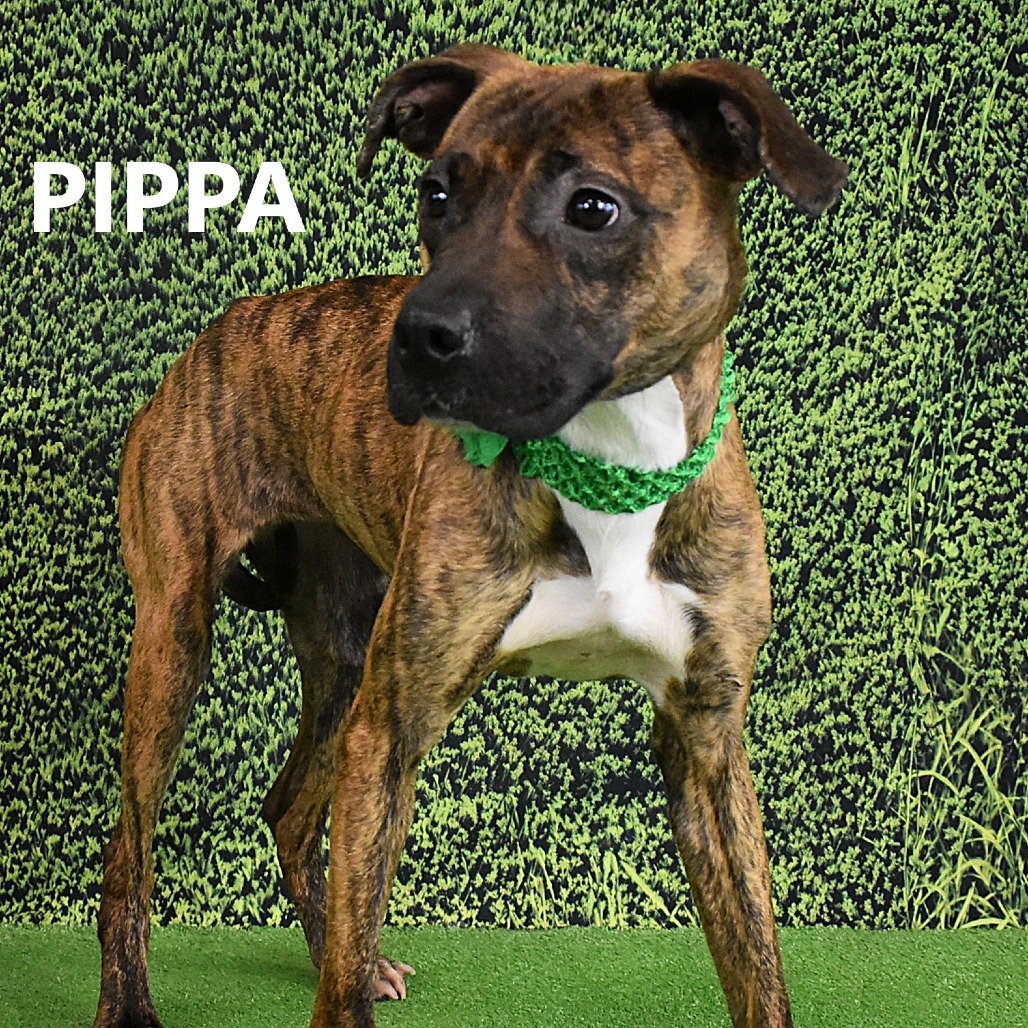 Pippa