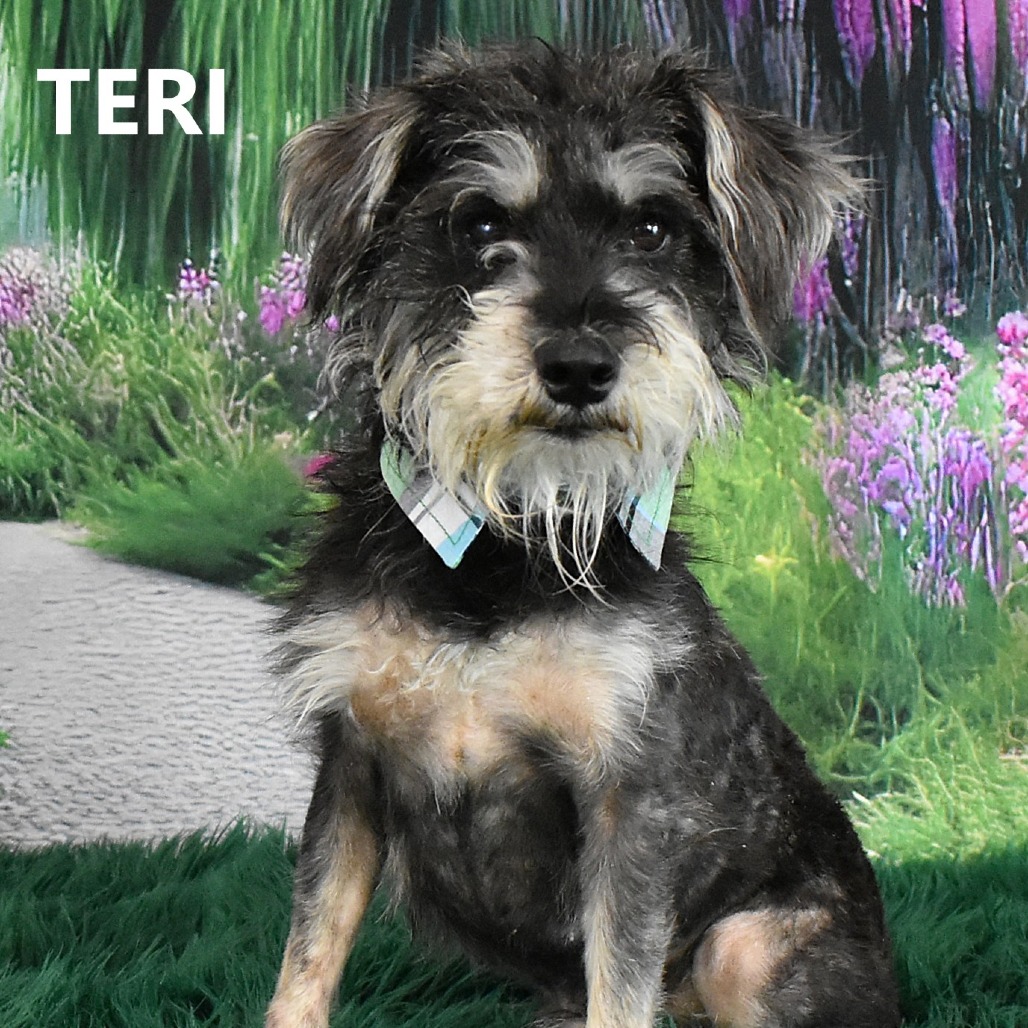 Teri