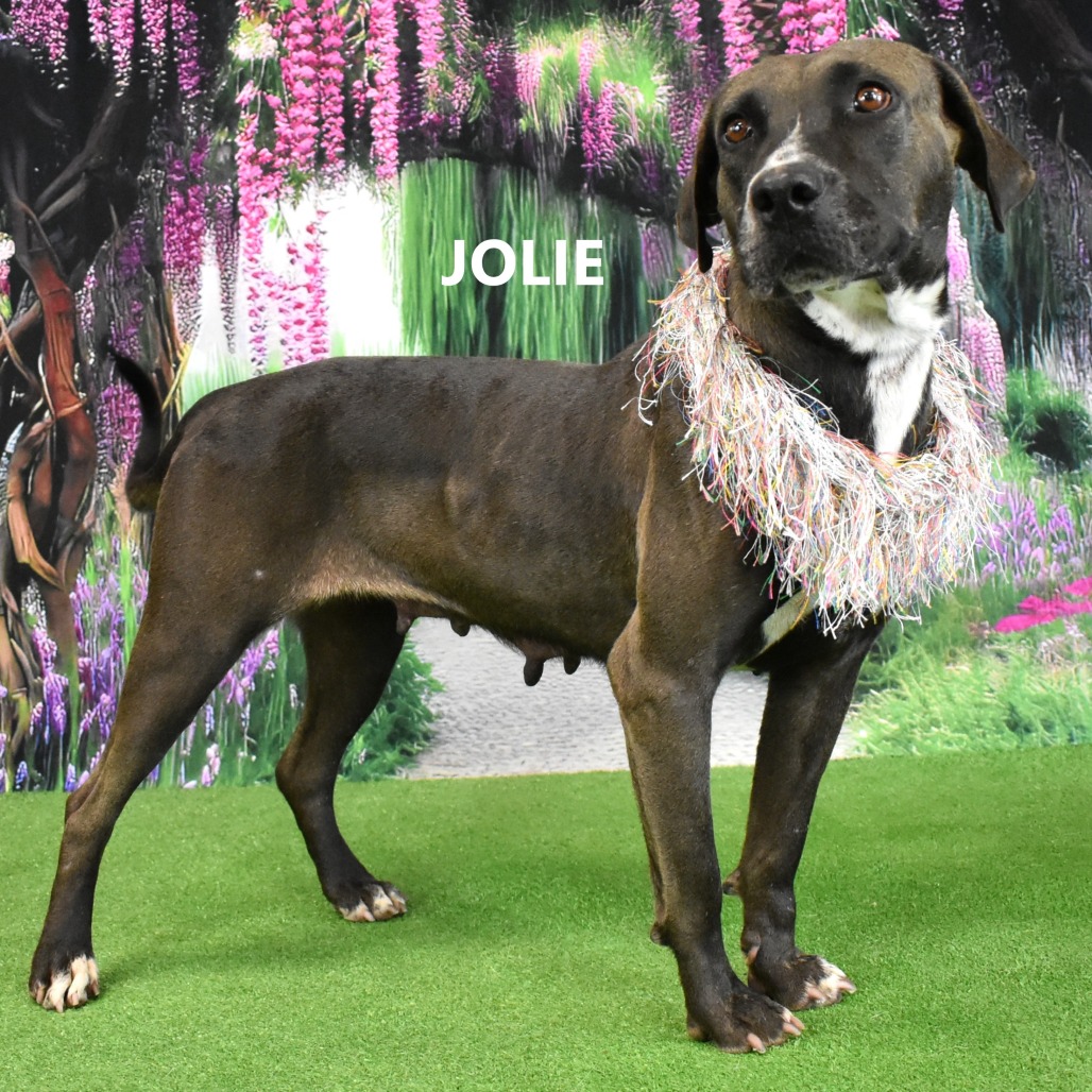 Jolie