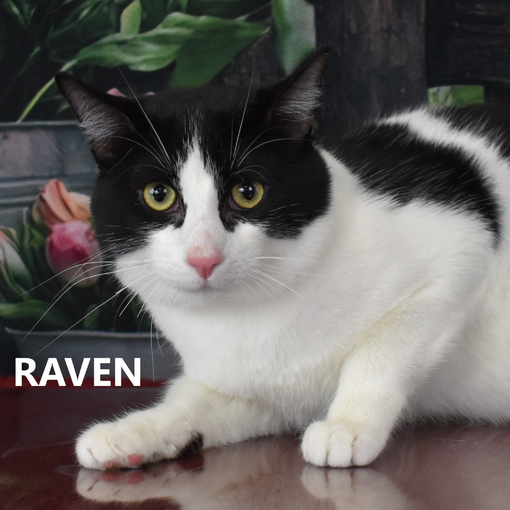 Raven