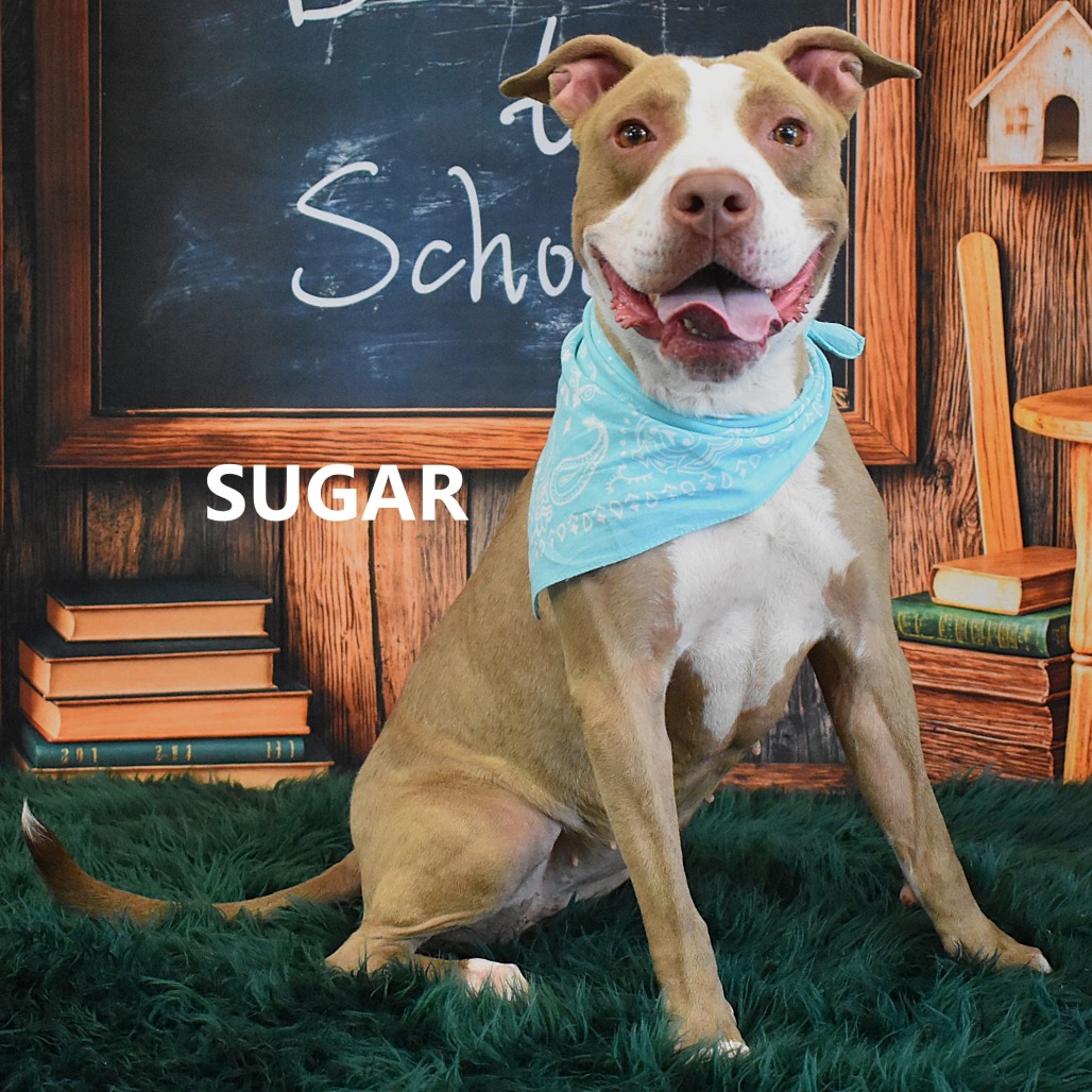 Sugar
