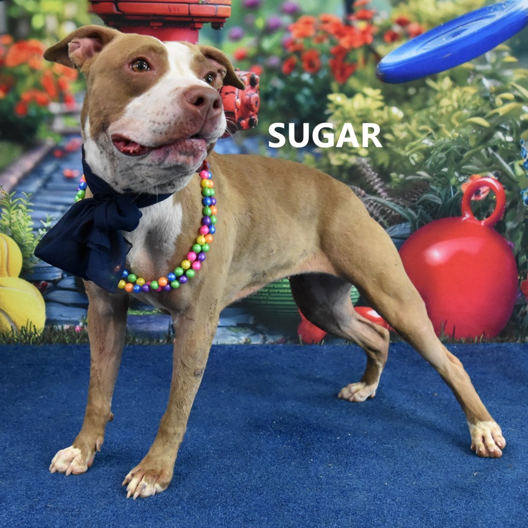 Sugar