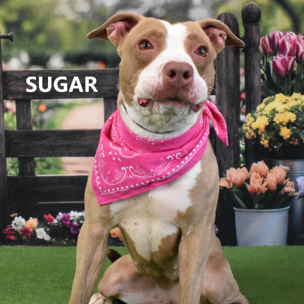 Sugar
