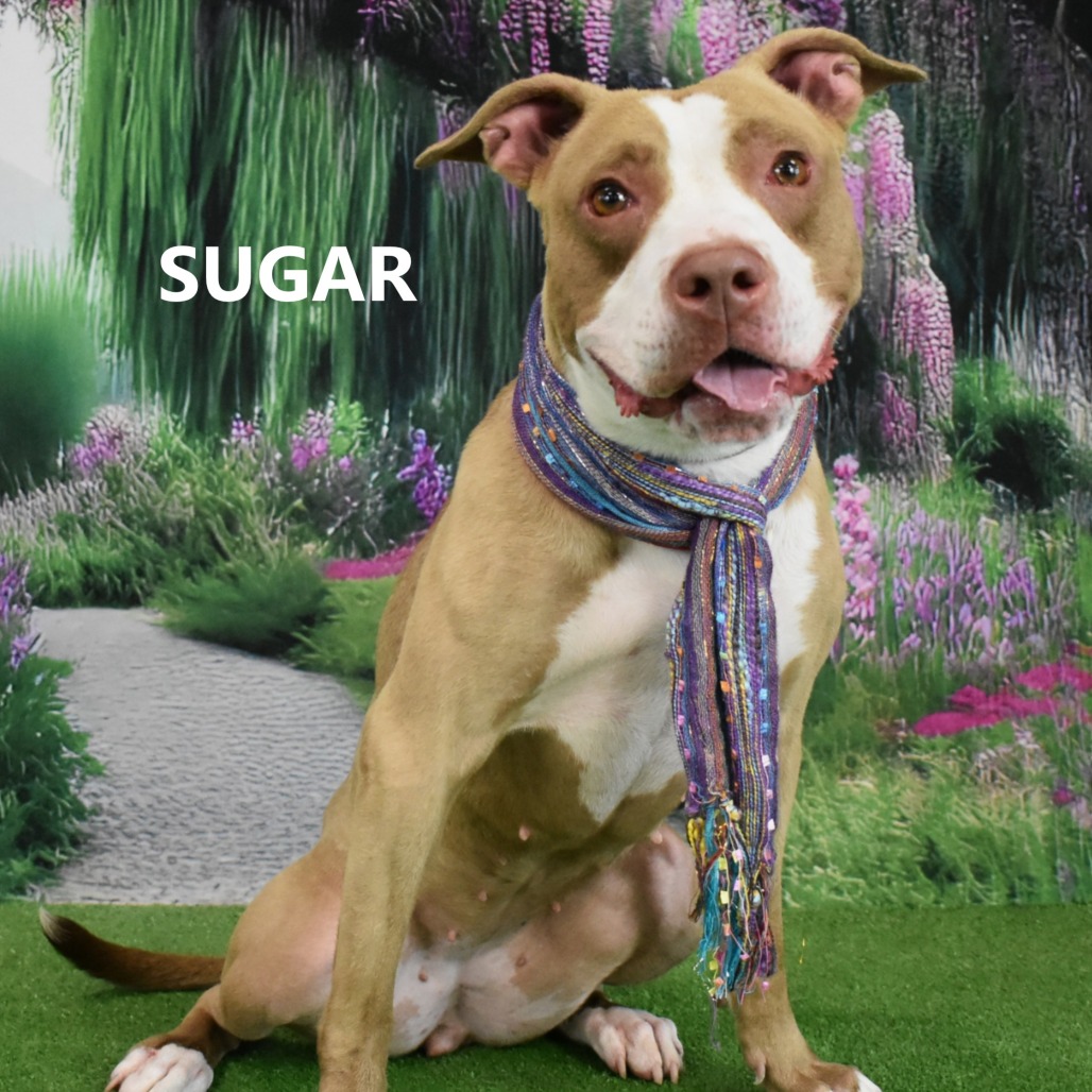 Sugar