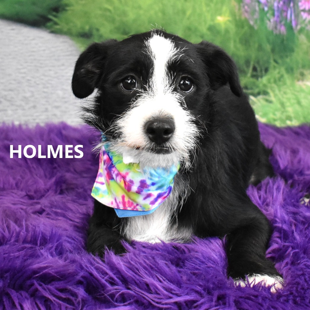 Holmes