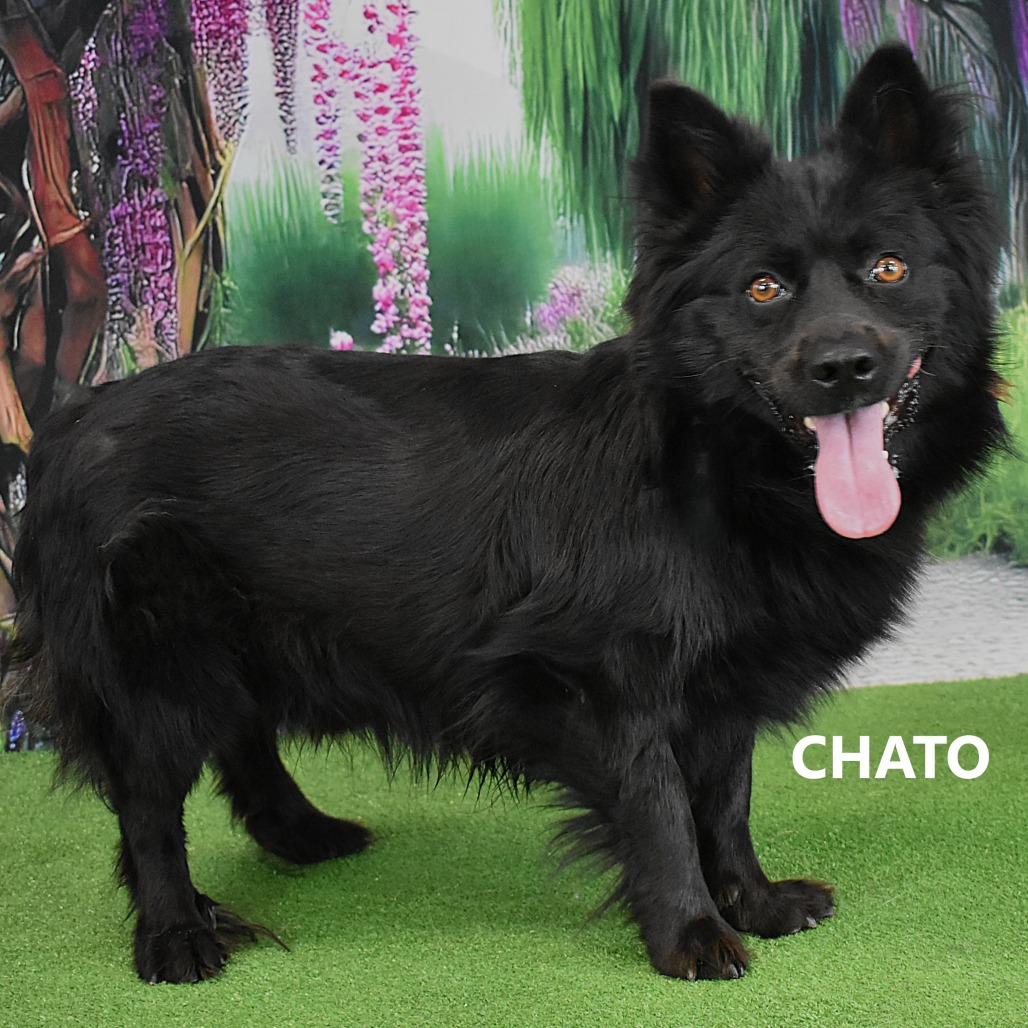 Chato