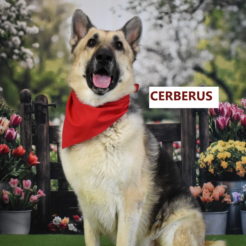 Cerberus 