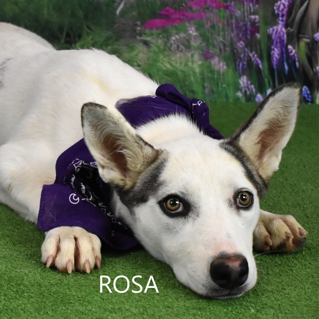 Rosa