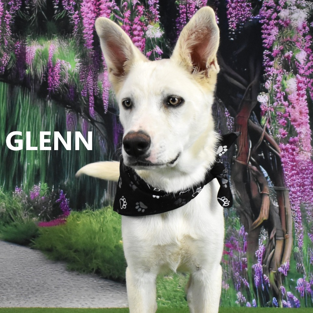 Glenn