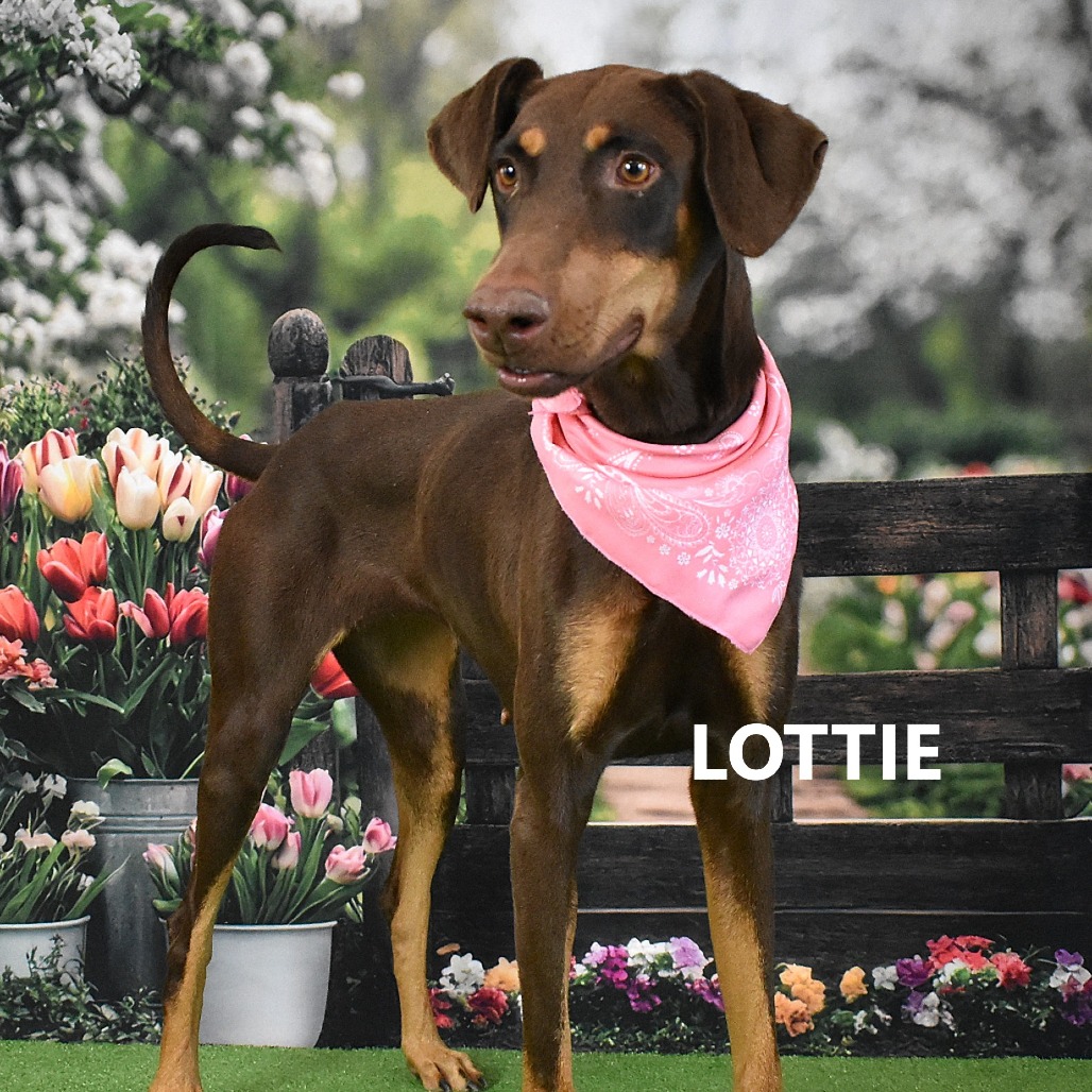 Lottie