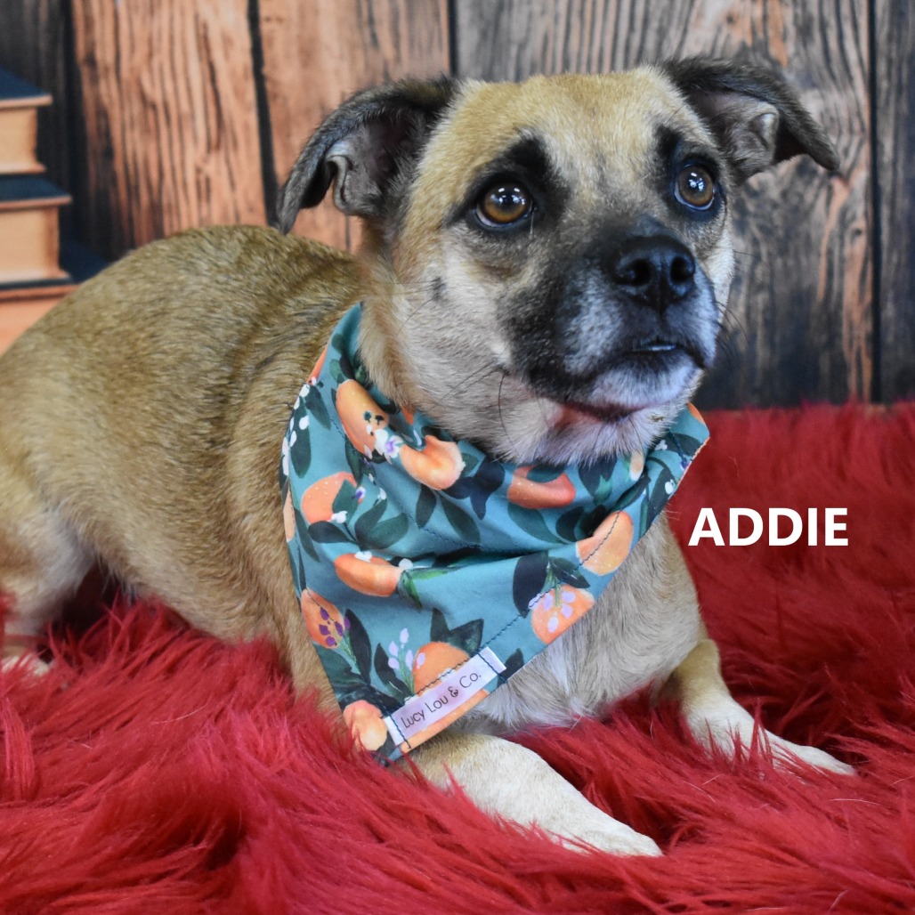 Addie