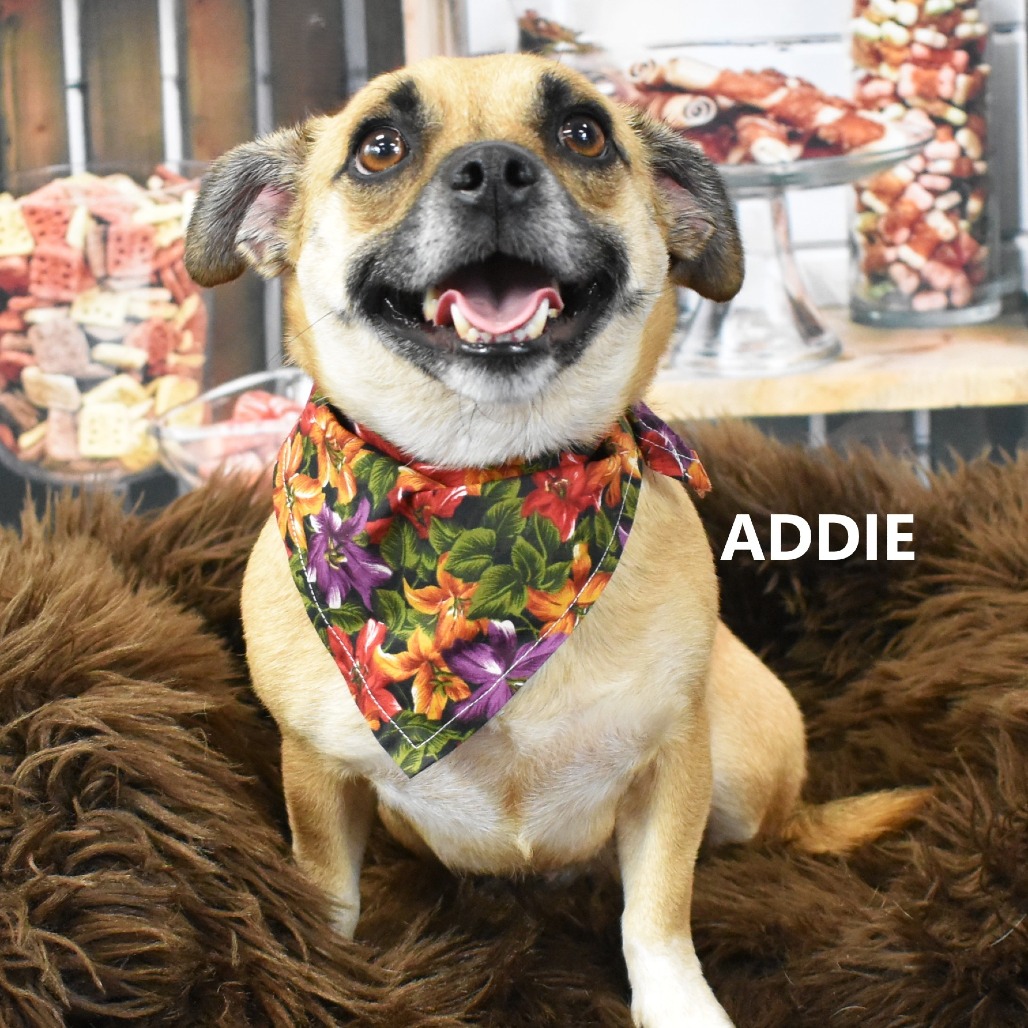 Addie