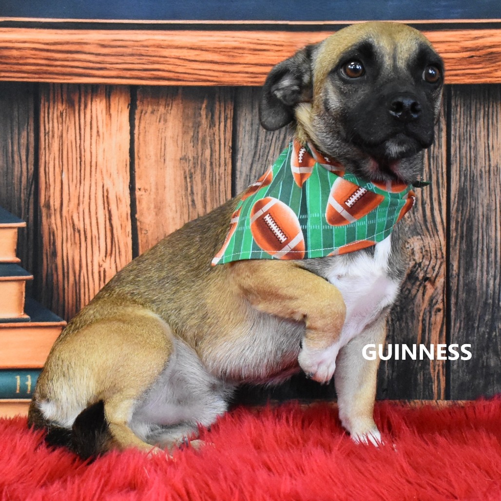 Guinness