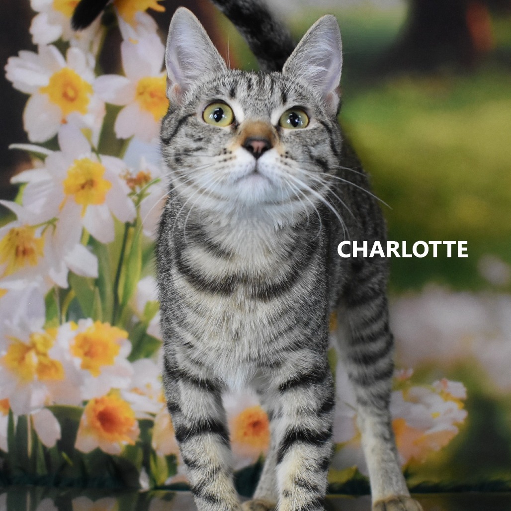 Charlotte
