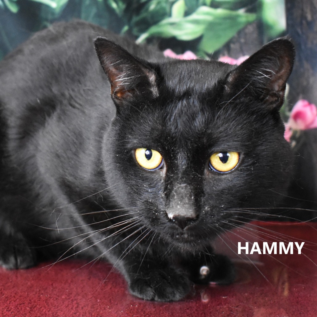 Hammy