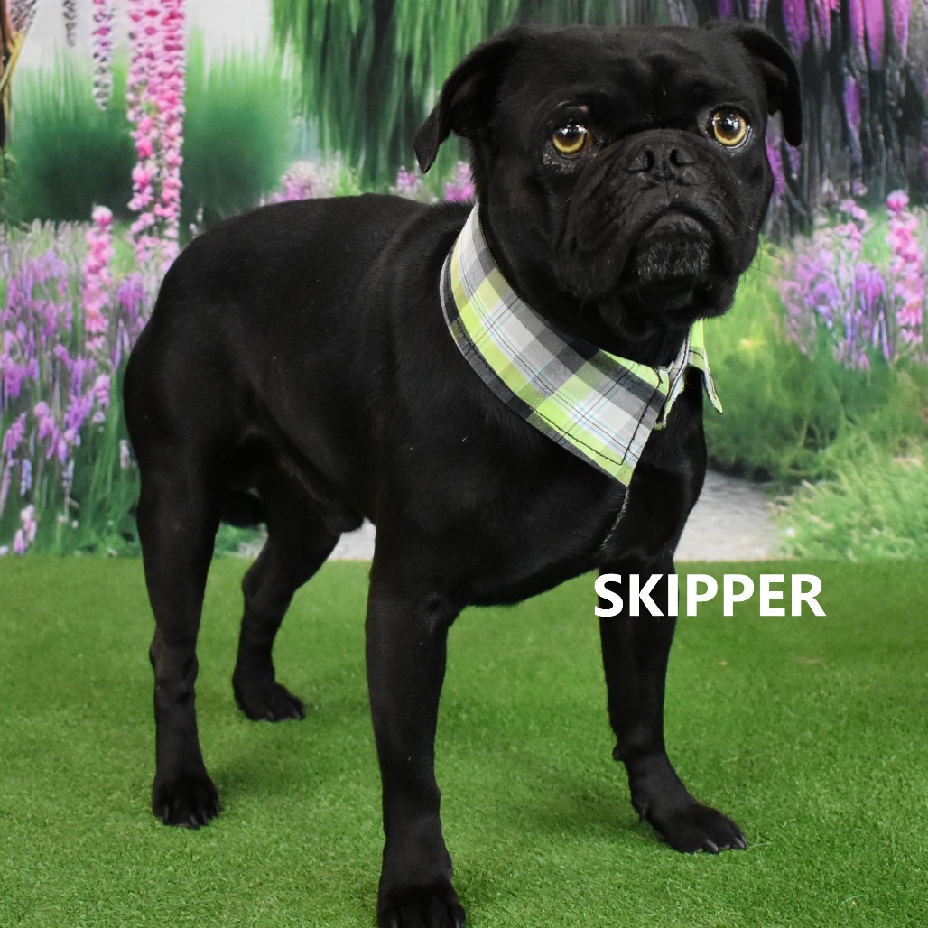 Skipper