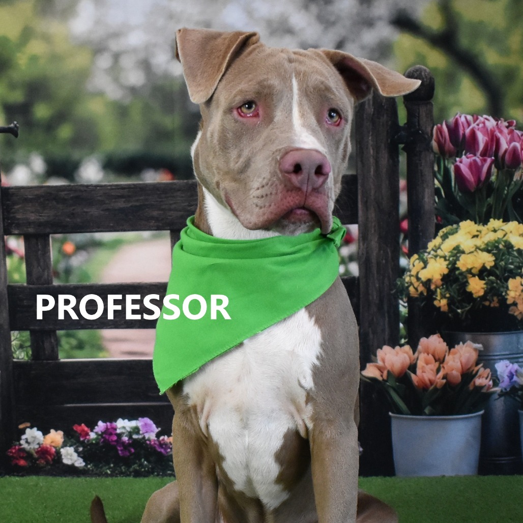 Professor