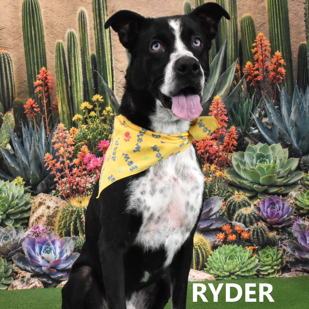 Ryder