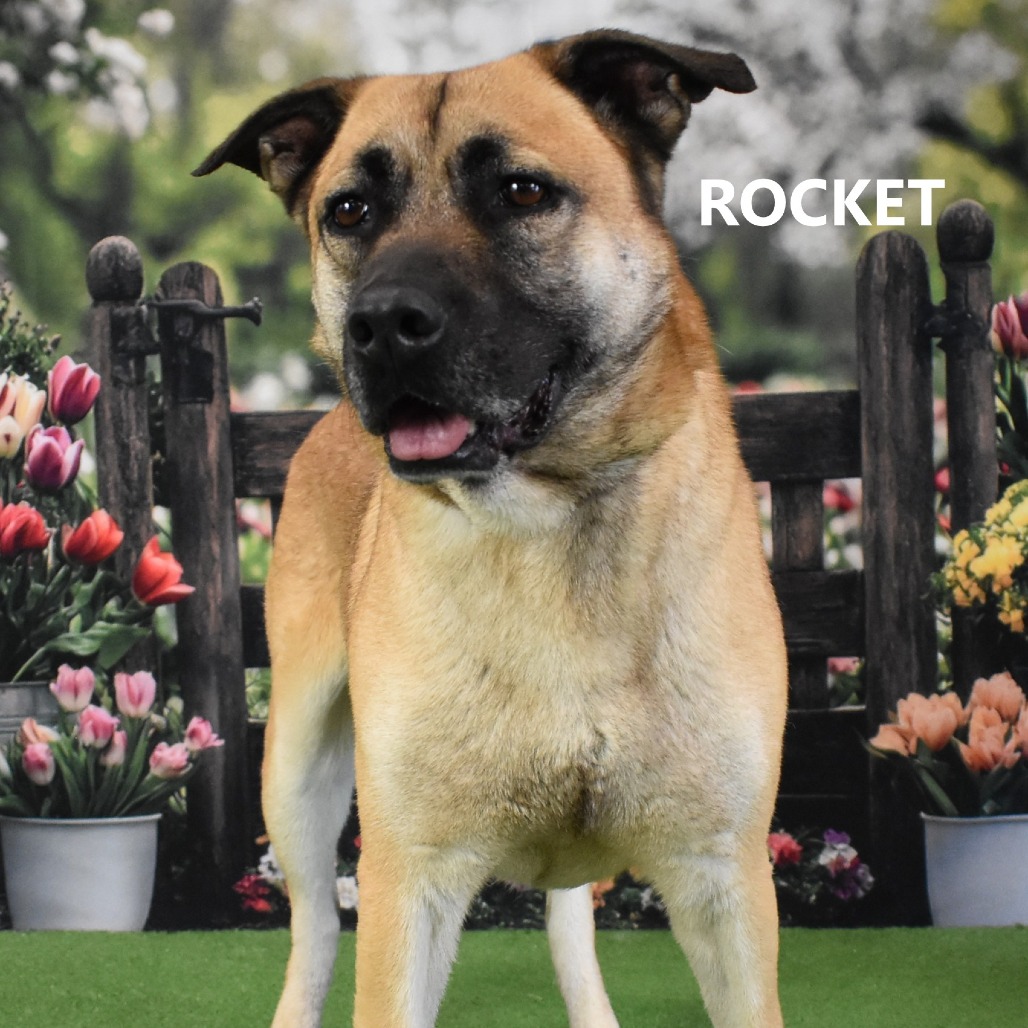 Rocket