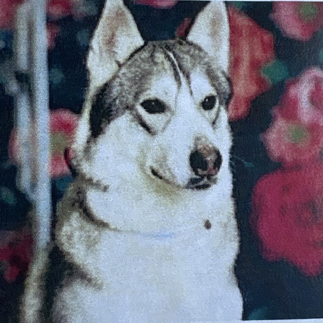 Lobo