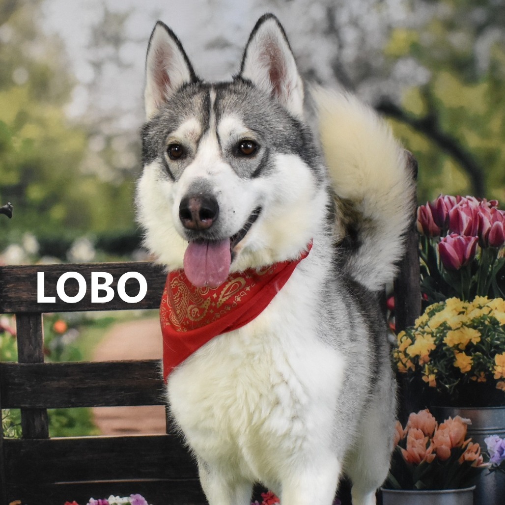 Lobo