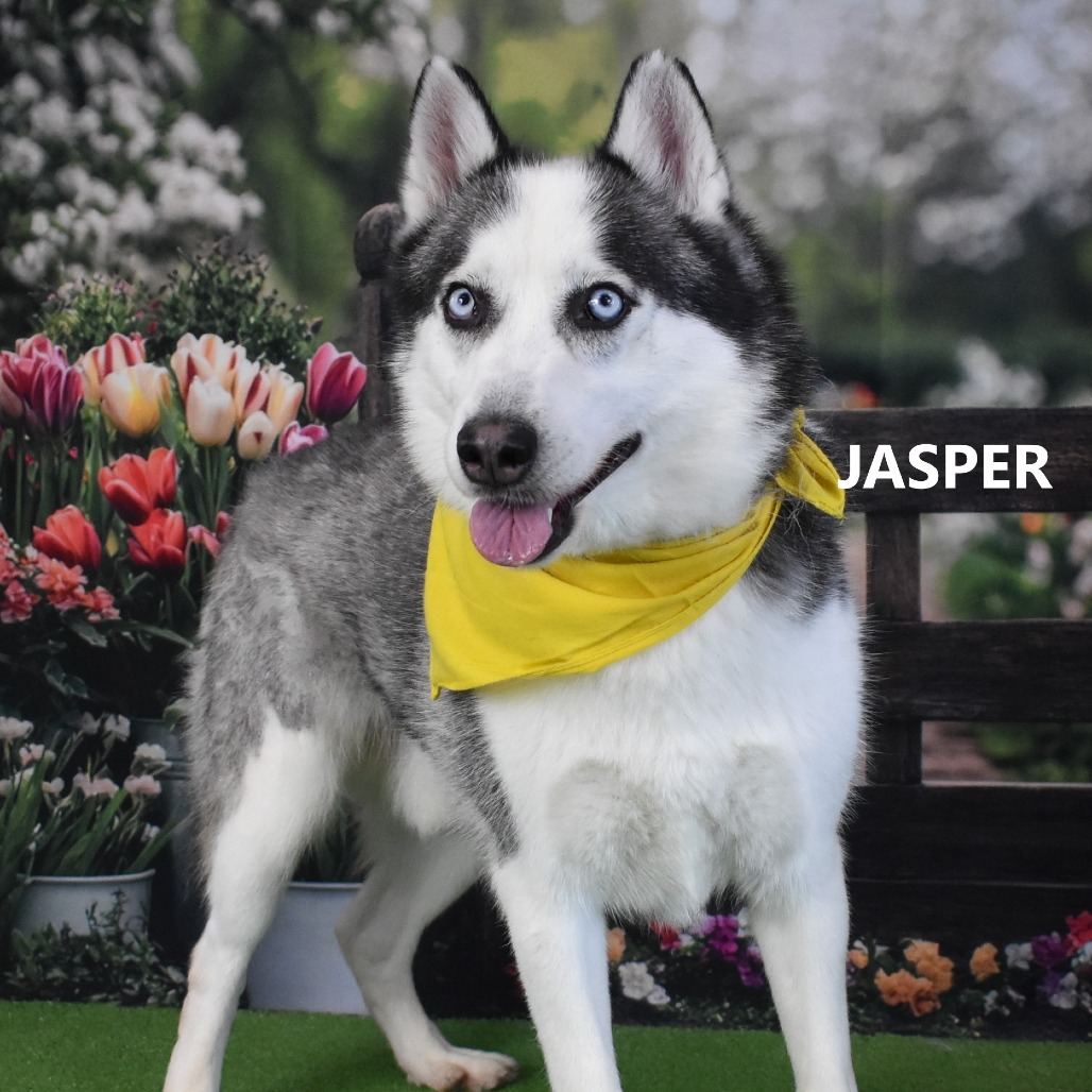 Jasper 