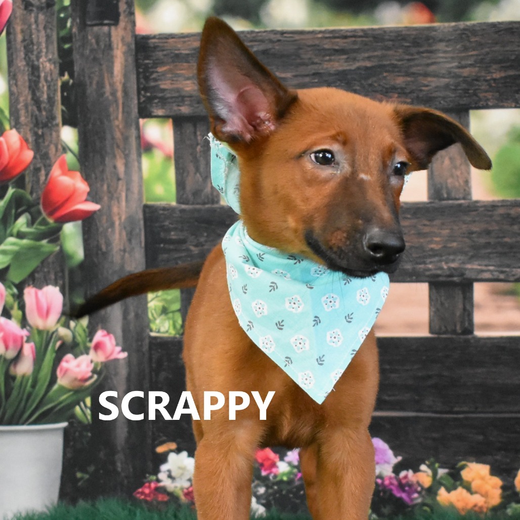 Scrappy