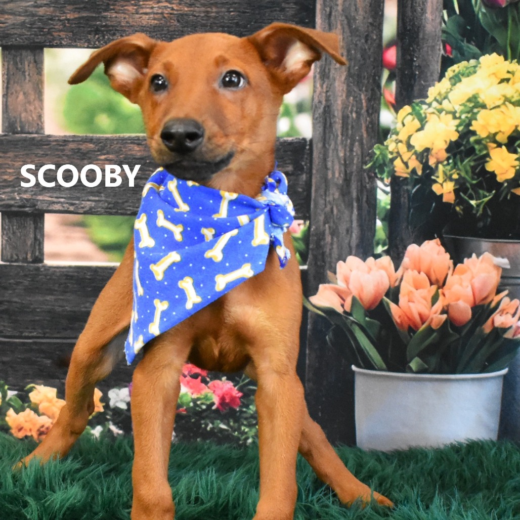 Scooby