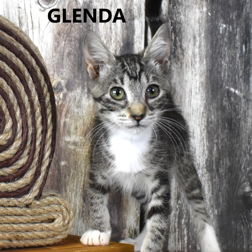 Glenda