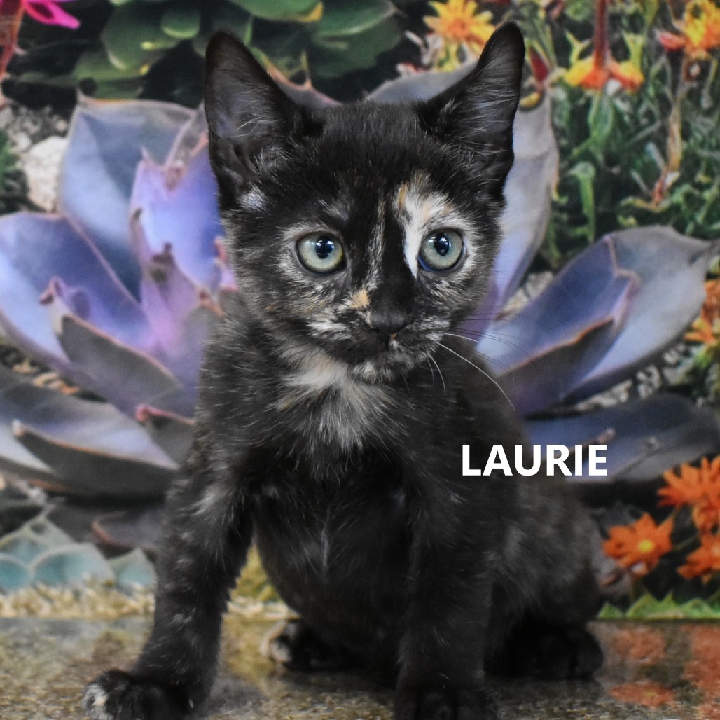Laurie