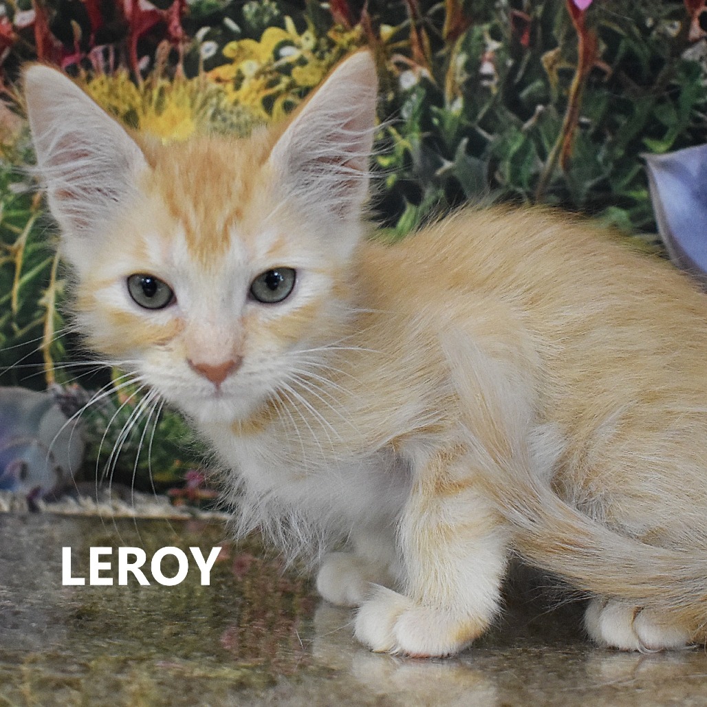 Leroy
