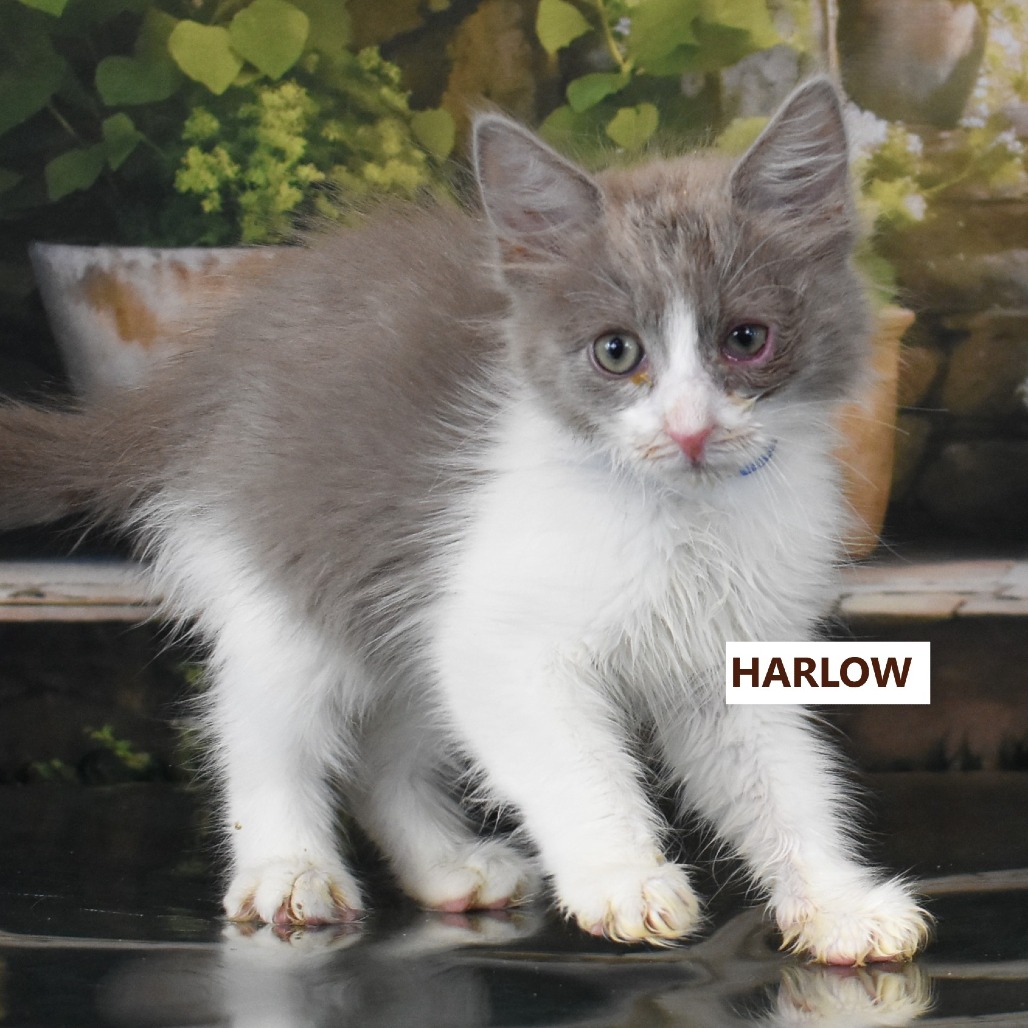 Harlow