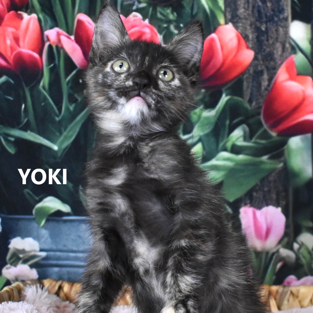 Yoki