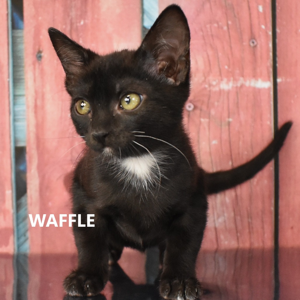 Waffle