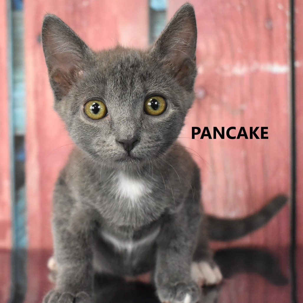 Pancake