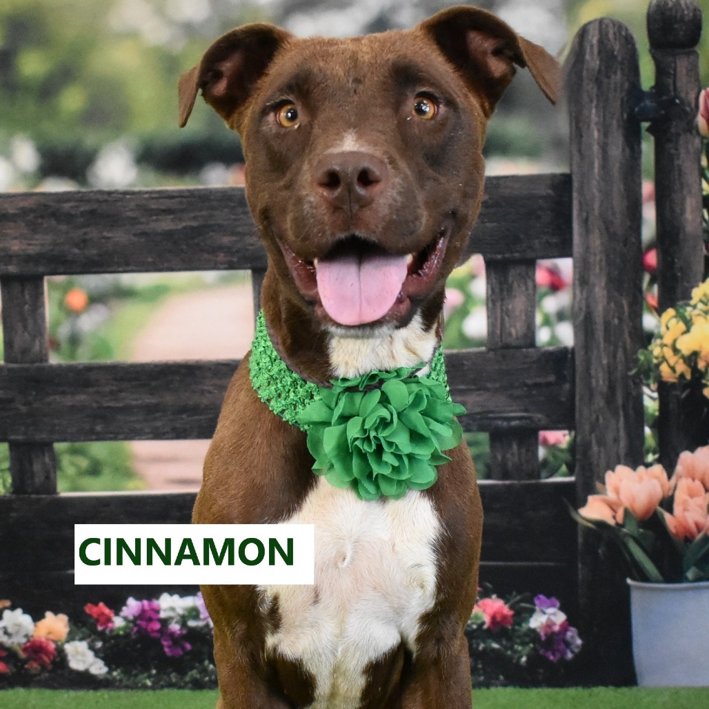 Cinnamon
