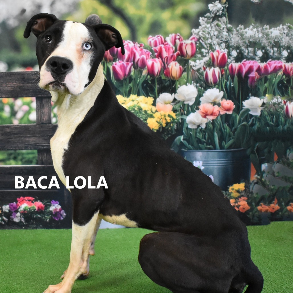 Baca Lola