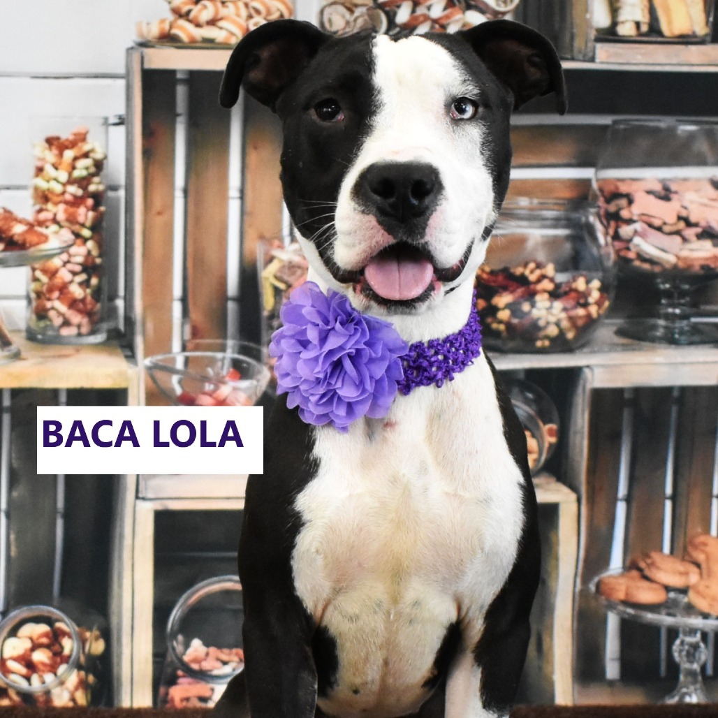 Baca Lola