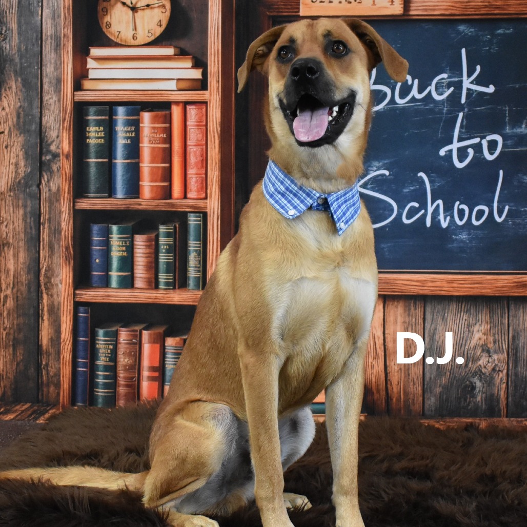 DJ