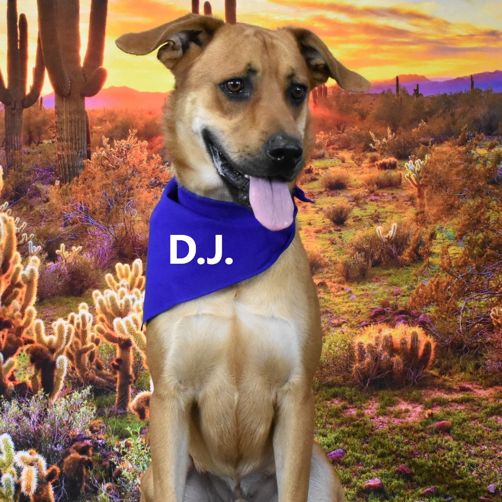 DJ