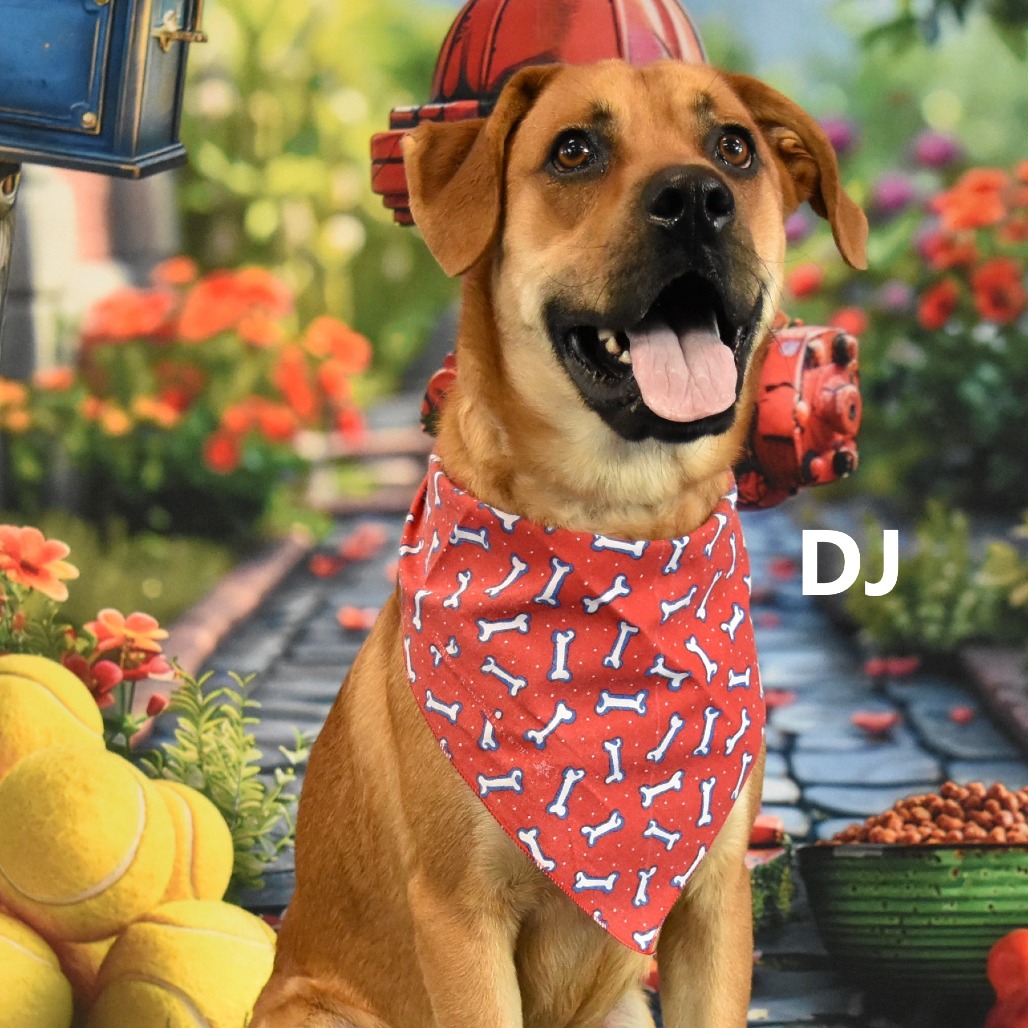 DJ
