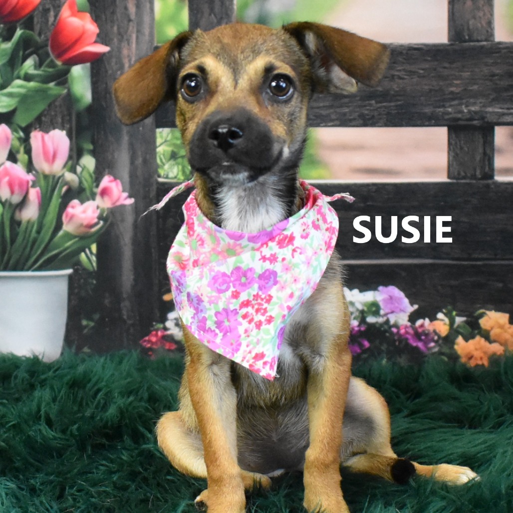 Susie
